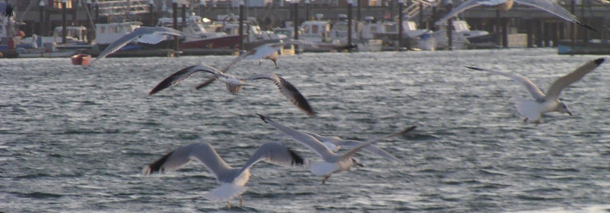 Seagulls over Provincetown harbor
