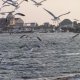Seagulls over Provincetown harbor
